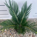 Cykas japonský (Cycas revoluta) - výška 30-50 cm, ⌀ rastliny 20-30 cm, kont. C2L
